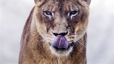 Download Wallpaper 2560x1440 Cougar Protruding Tongue Predator
