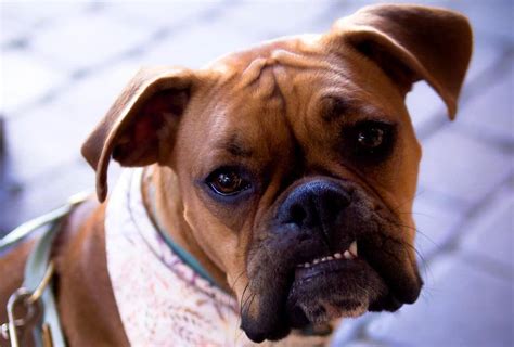 Top 30 Perfect Female Dog Names For Boxer Pupstoday