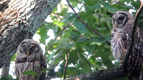 Barred Owls Video Youtube