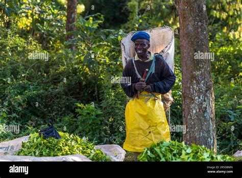 Satemwa Tea And Coffee Plantation Near Thyolo Malawi Stock Photo Alamy
