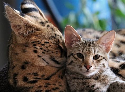 Im gegensatz zu hunden sind sie gerade frauen fühlen sich von katzen häufig angezogen. Faszination Savannah Katze | ZooRoyal Magazin
