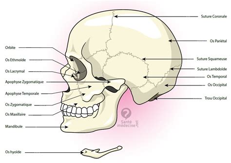 Mandibule — chez les vertébrés, la mandibule forme la mâchoire inférieure et s articule avec le crâne au niveau de l articulation mandibulaire. Os occipital - Définition - Santé-Médecine