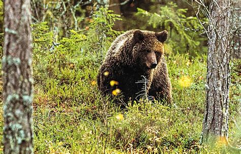 Comeback Of The Cantabrian Brown Bear