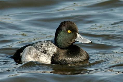 Affinis), a new world species also known as the little bluebill, breeds across the northwest quadrant of north america. LesserScaupp