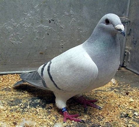 British Show Racer Pigeon ~ Encyclopedia Of Pigeon Breeds