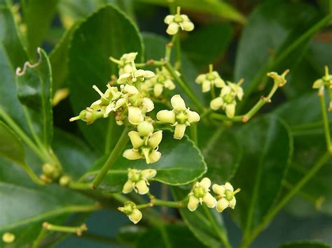 Japanese spindle tree euonymus oxyphyllus. Japanese spindle tree • Weedbusters