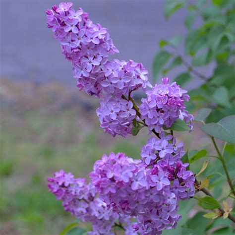 Unlocking The Secret To Stunning Lilacs The Ultimate Guide To Pruning