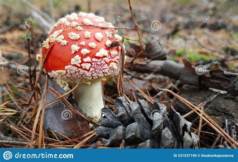 Tiny Solitary Amanita Amanita Muscaria Mushroom Growing On Forest