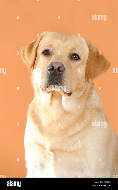 Yellow Labrador Retriever Portrait Stock Photo Alamy