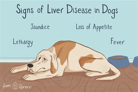 How To Treat Liver Disease In Dogs