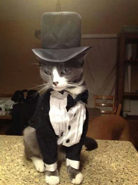 Handsome Guy Cat Costumes Halloween Costumes Cat Dressed Up Oddities
