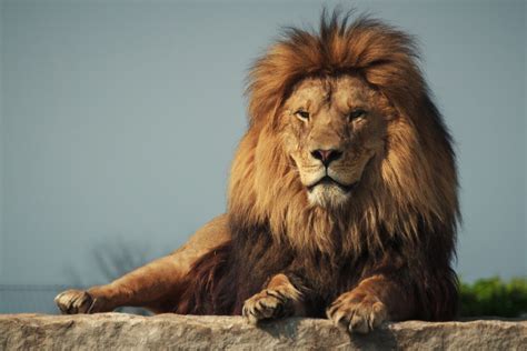 Lions Among Species At Extinction Risk In Updated Iucn Red