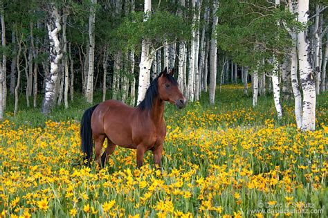 horse photography gallery