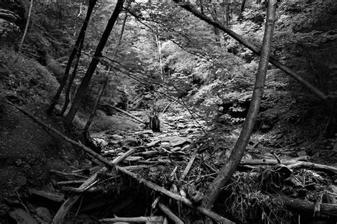 forest photograph by john sewak fine art america