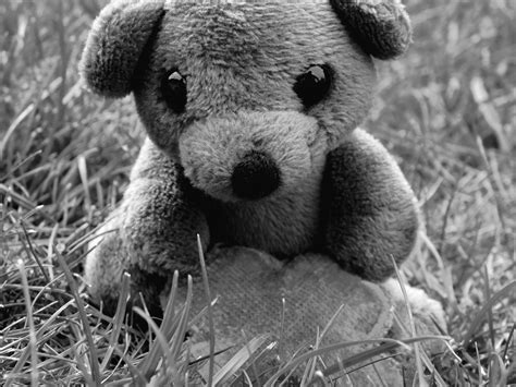 free images black and white cute wildlife mammal teddy bear sad toys vertebrate koala