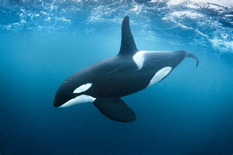 Best Orca Killer Whale Underwater Photos George Karbus Photography
