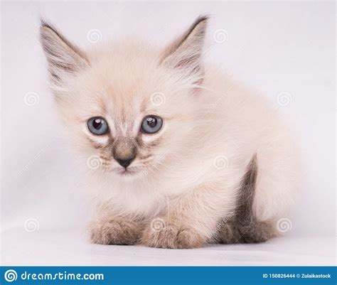 Close Up Portrait Of Grey Siamese Angry Cat With Blue Eyes Looking At