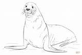 Seal Coloring Fur Draw Seals Brown Drawing Printable Foca Supercoloring Animal Drawings Animals sketch template