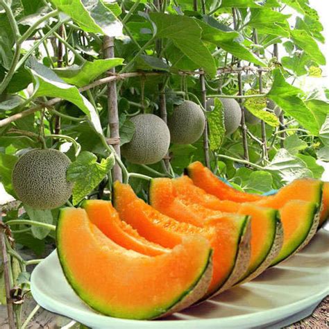 Philippines Ready Stock Hami Melon Seeds 100 PCS Japan Fruit Cantaloupe