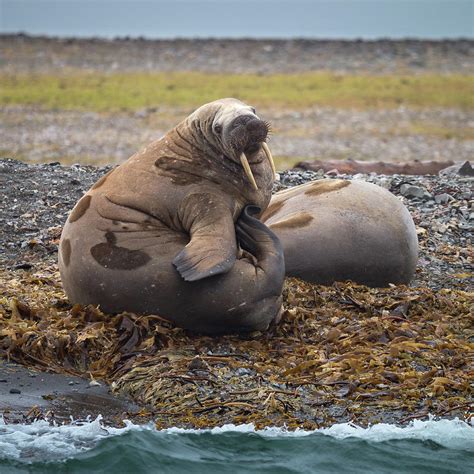 Walruses On The Beach Svalbard Norway By Arctic Images