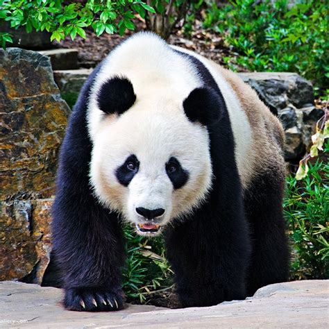 Panda Pfp