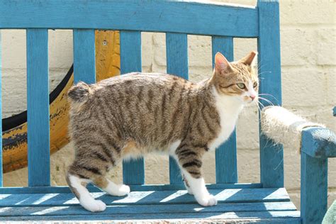 Manx Cat Pictures And Information Cat