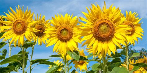 The circle should match the inside of the ring for the perfect fit.6 x research source if you're stuck. 25 Best Sunflower Fields Near Me - The Best Sunflower ...