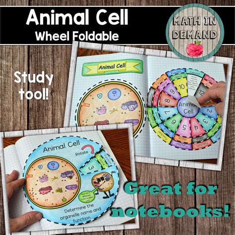 Animal Cell Foldable Math In Demand