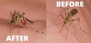 Top Gnat Bites Pictures Explained Y L P C