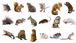 Different Types Of Rodents All You Need To Know
