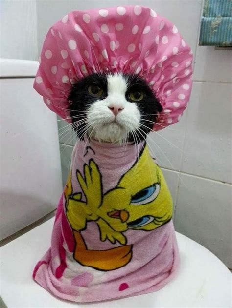 Hilarious Cutey Kittens Dressed Up