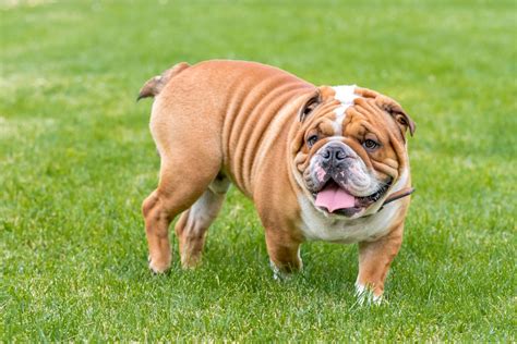 What Dog Breeds Are The Most Popular In 2018 Pets4homes