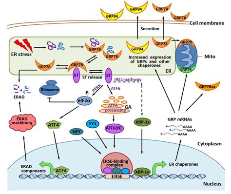 Cells Free Full Text Molecular Chaperones In Cancer Stem Cells