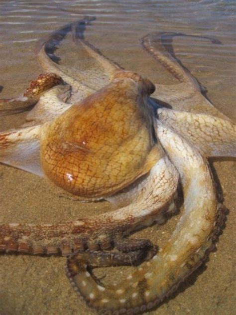 66 Best Octopus Images On Pinterest