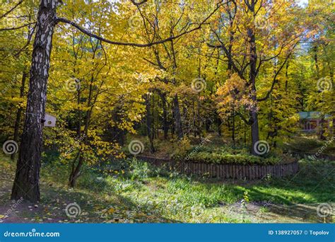 Autumn Trees In Tsaritsyno Park Stock Image Image Of Flora Fall