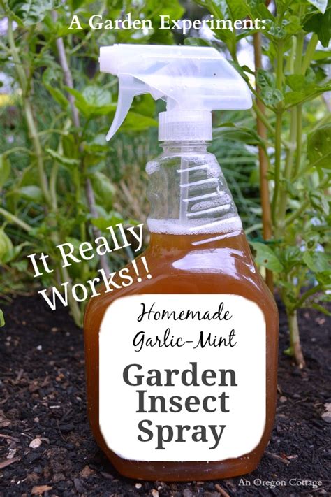 Homemade Garlic Mint Garden Insect Spray That Really Works An