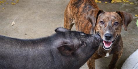 Rescue Pig Kisses Her Best Dog Friend Every Chance She