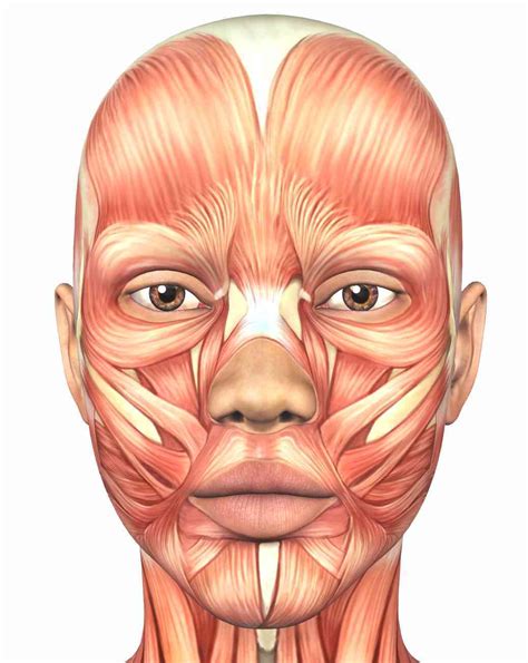 Functions Of Facial Muscles
