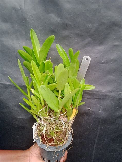 Z Out Of Stock Epidendrum Yellowextra Bushy Dayaz Orchidarium