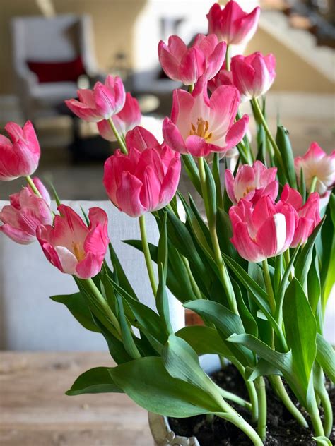 Spring Ideas Indoor Potted Tulips