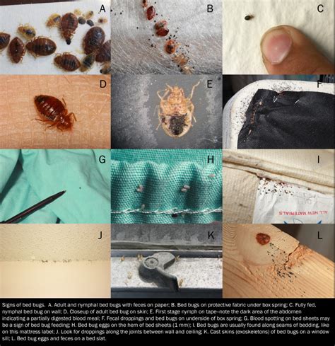 Recognizing Bed Bugs And Their Signs Insects In The City