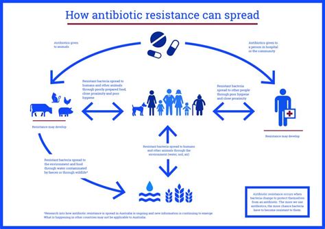 Infographic How Antibiotic Resistance Can Spread Antimicrobial Resistance