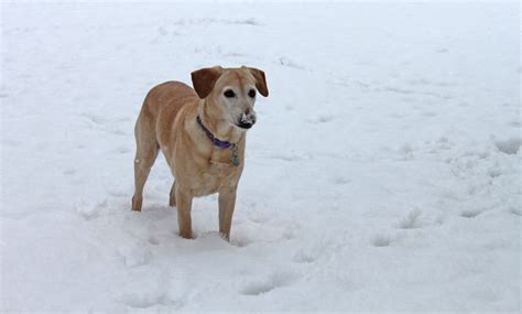 Free Images : snow, cold, winter, play, pet, weather, yellow, golden