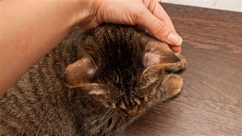 Understanding Ringworm In Cats Causes Symptoms Treatment And Prevention