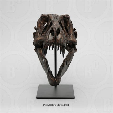 Tyrannosaurus Rex Stan 16 Scale Fossil Replica Articulated Bone