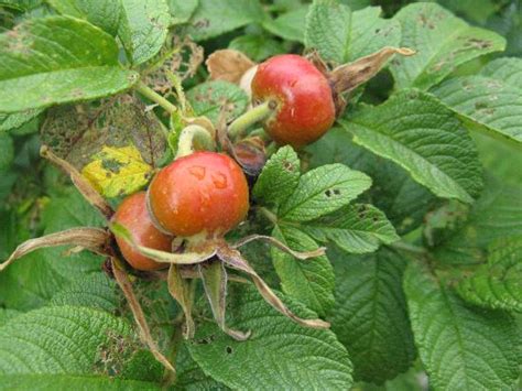 Add Roses To Your Edible Landscape