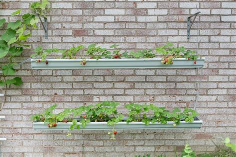 How To Make Gutter Planters For Strawberries Primal Palate Paleo