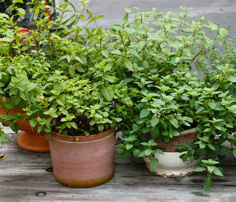 How To Grow And Care For Mint In The Home Garden