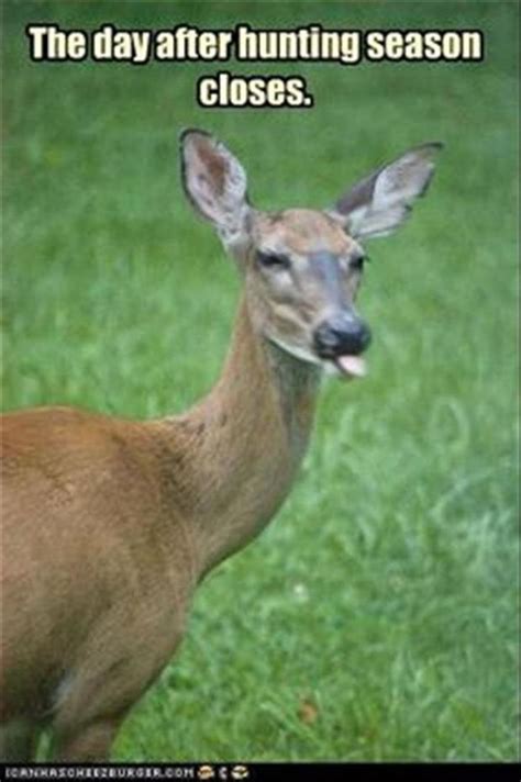 Funny Animal Pictures Of The Day 22 Pics Deer Hunting Humor