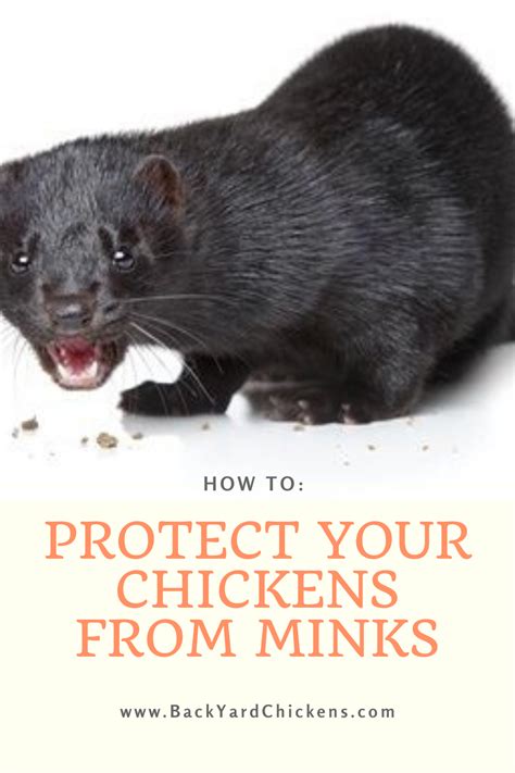 Mink Chicken Predators How To Protect Your Chickens From Mink